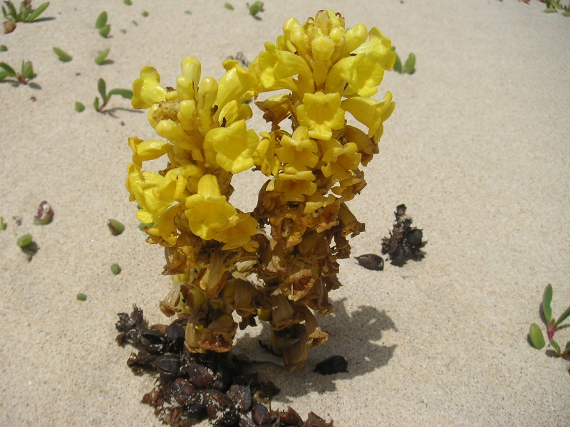 Wüstenblume auf den Kapverden